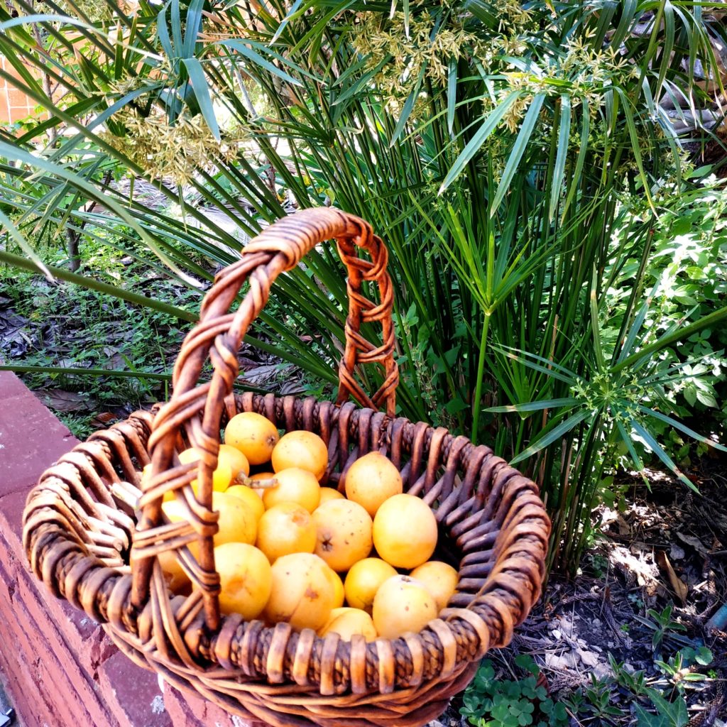 Japanese medlar basket with papyrus in the background
