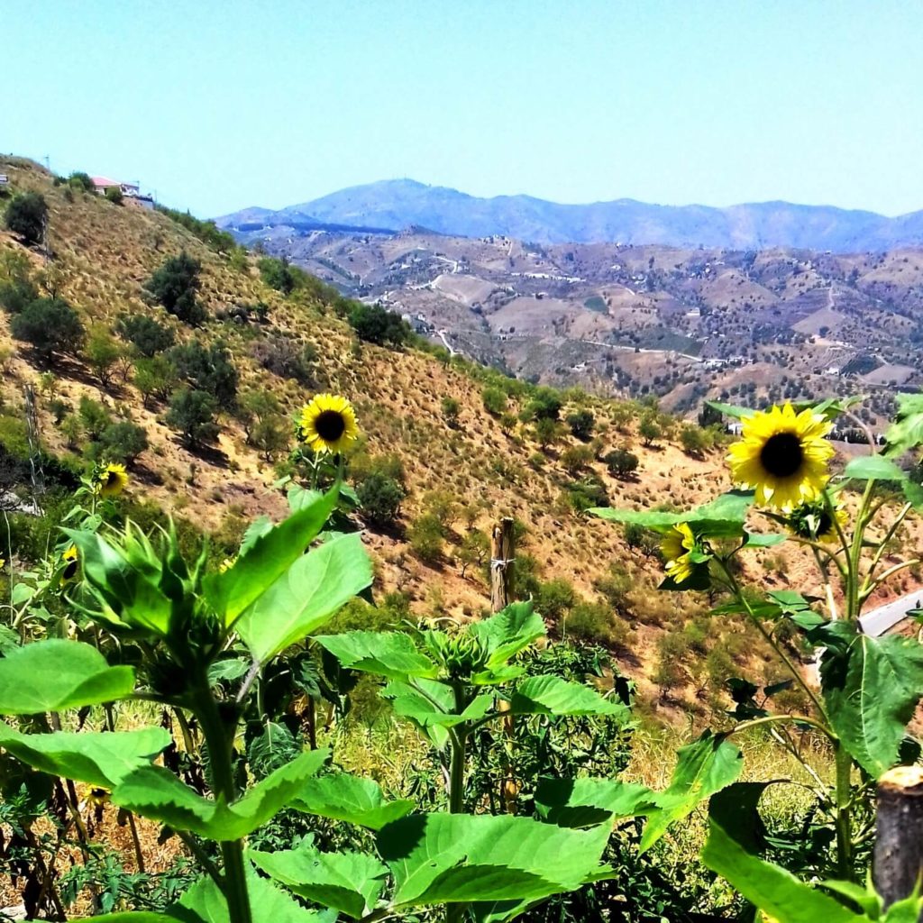 sunflowers on the hill
