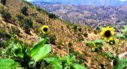 girasoles