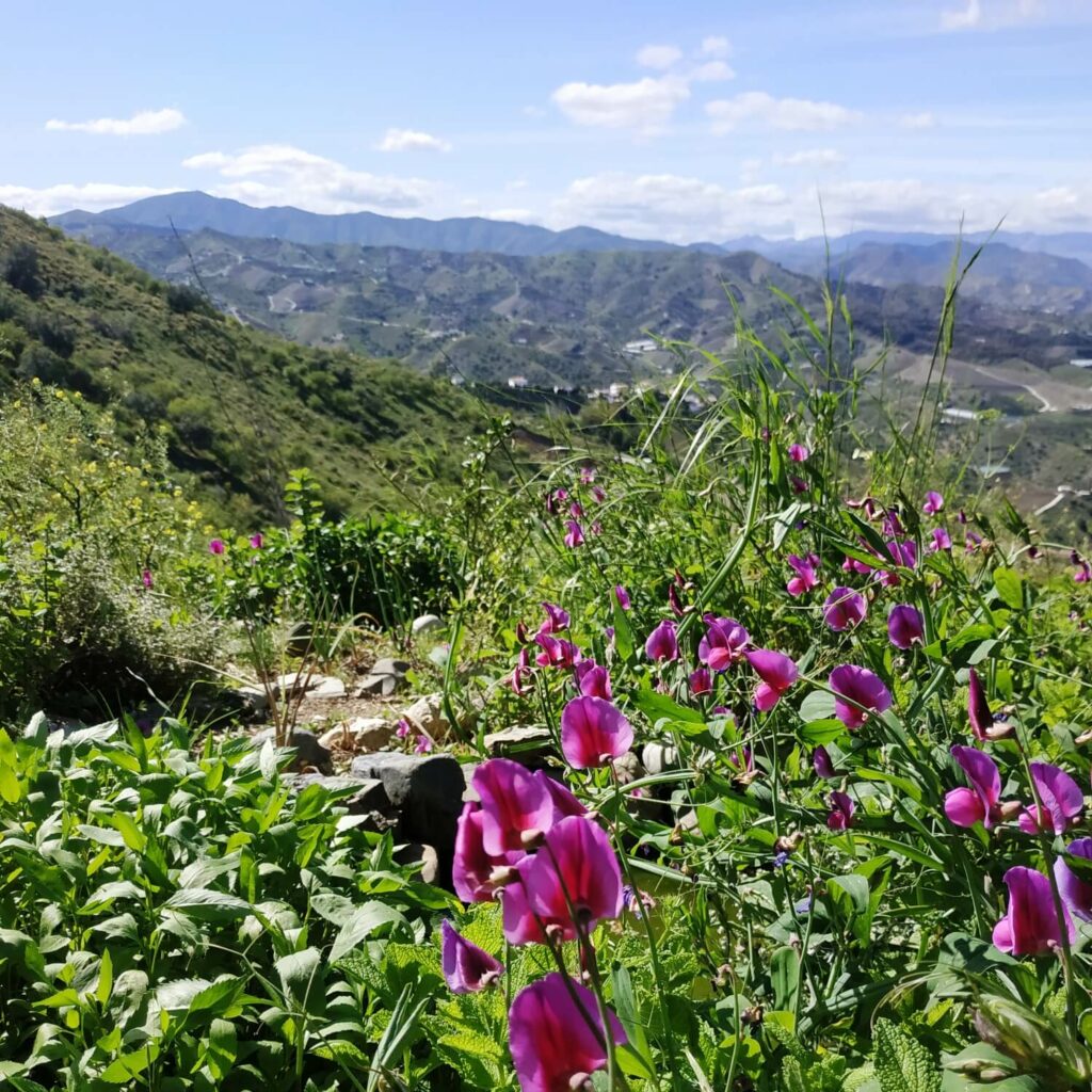 Sweet peas on a hill in the foreground, with a mountain landscape in the background